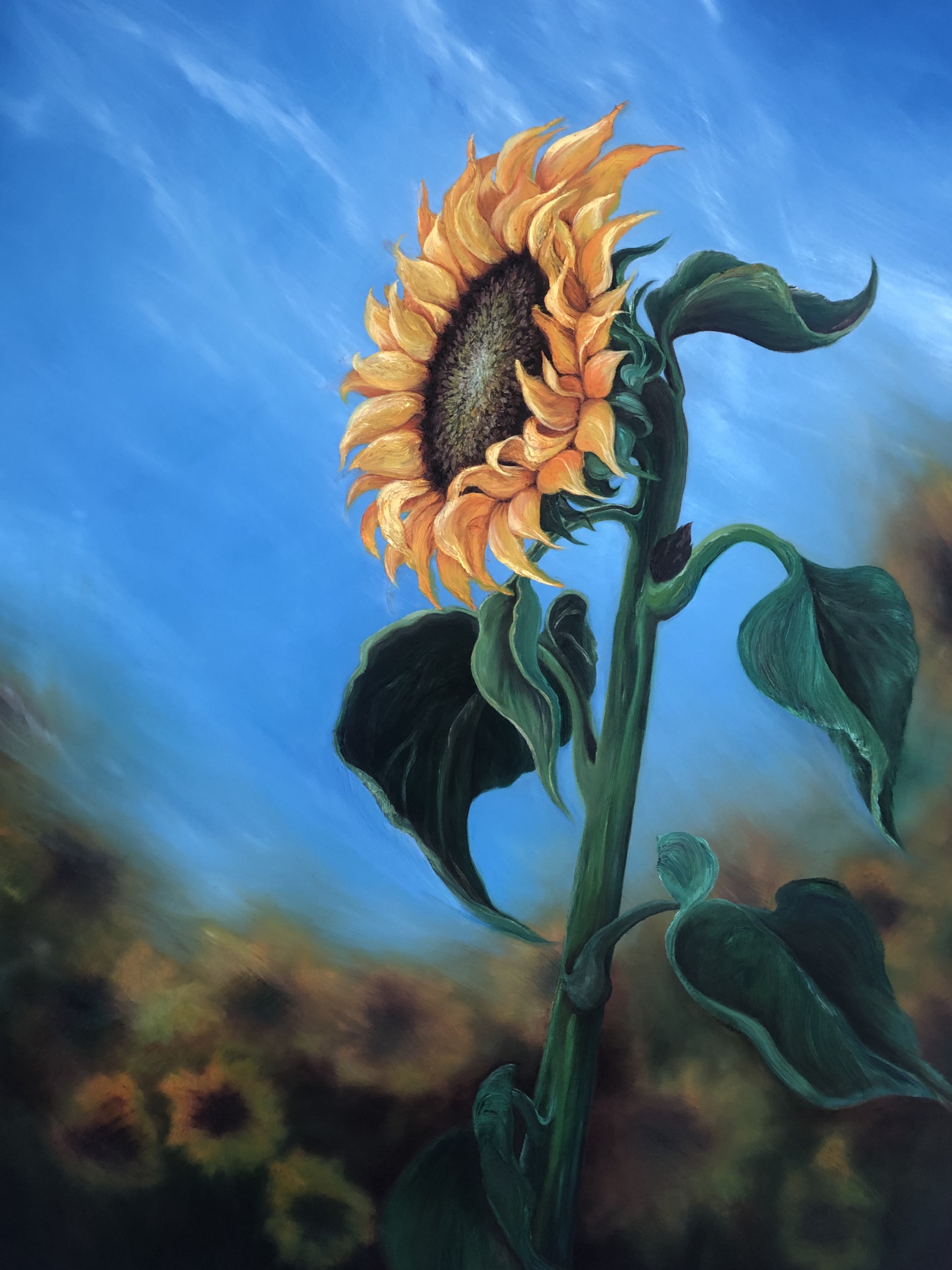 Sunflower in the Field